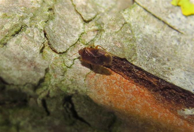 Anthocoridae: cfr. Dysepicritus rufescens  - Costa de Caparica (Portogallo)